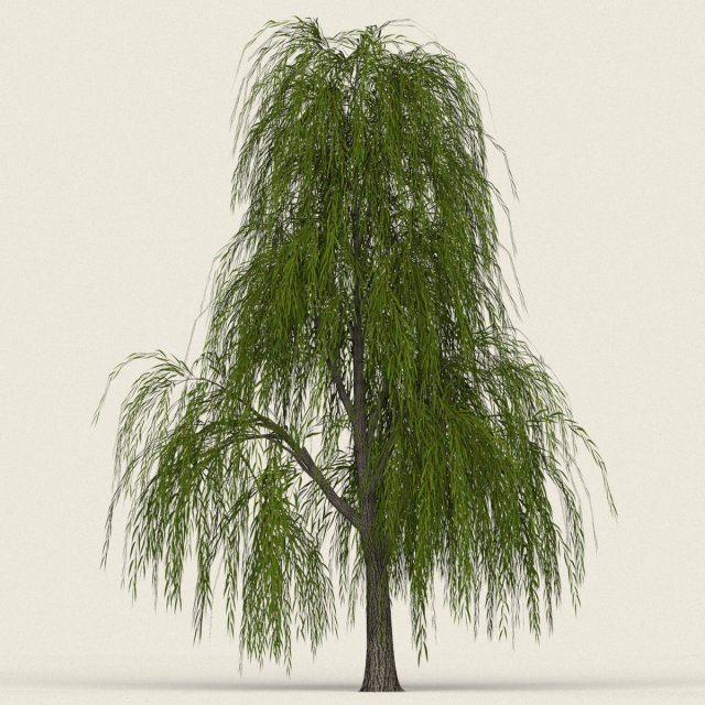 game ready willow tree 02 3D Модель .c4d .max .obj .3ds .fbx .stl .blend 
