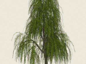 game ready willow tree 02 3D Model