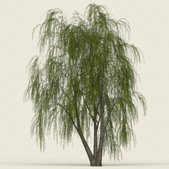 game ready willow tree 03 3D Модель .c4d .max .obj .3ds .fbx .stl .blend 