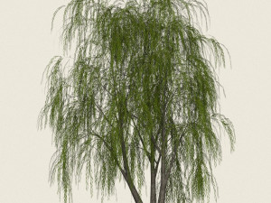 game ready willow tree 03 3D Model
