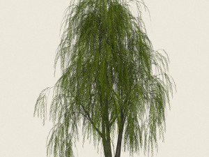 game ready willow tree 03 3D Модель