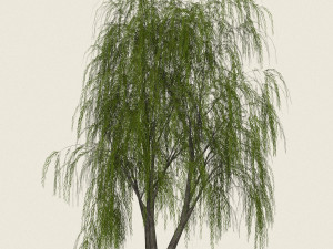 game ready willow tree 03 3D Модель