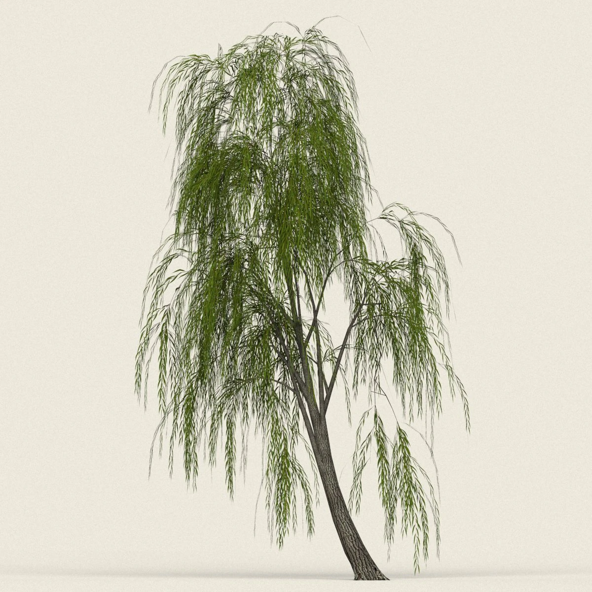 game ready willow tree 04 3D Model .c4d .max .obj .3ds .fbx .stl .blend 