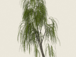 game ready willow tree 04 3D Model