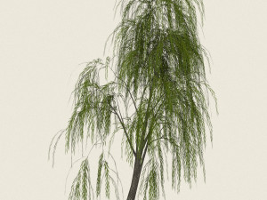 game ready willow tree 04 Modèle 3D