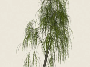 game ready willow tree 04 3D Model