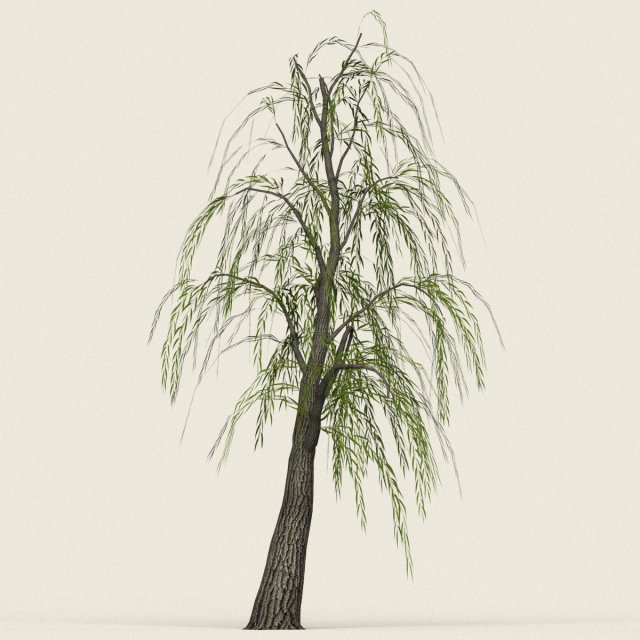 game ready willow tree 05 3D 모델 .c4d .max .obj .3ds .fbx .stl .blend 