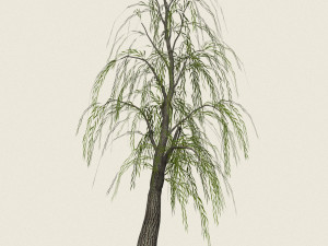 game ready willow tree 05 3D Model