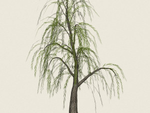 game ready willow tree 05 3D 모델