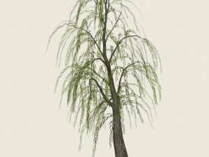 game ready willow tree 05 3D 모델