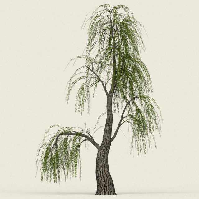game ready willow tree 06 3D Model .c4d .max .obj .3ds .fbx .stl .blend 