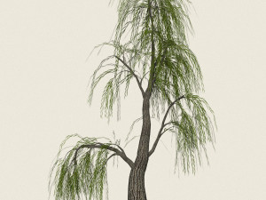game ready willow tree 06 3D 模型
