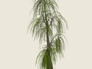 game ready willow tree 06 3D Model