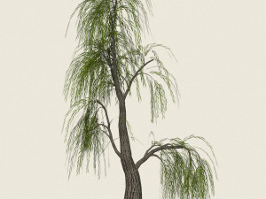 game ready willow tree 06 3D Model