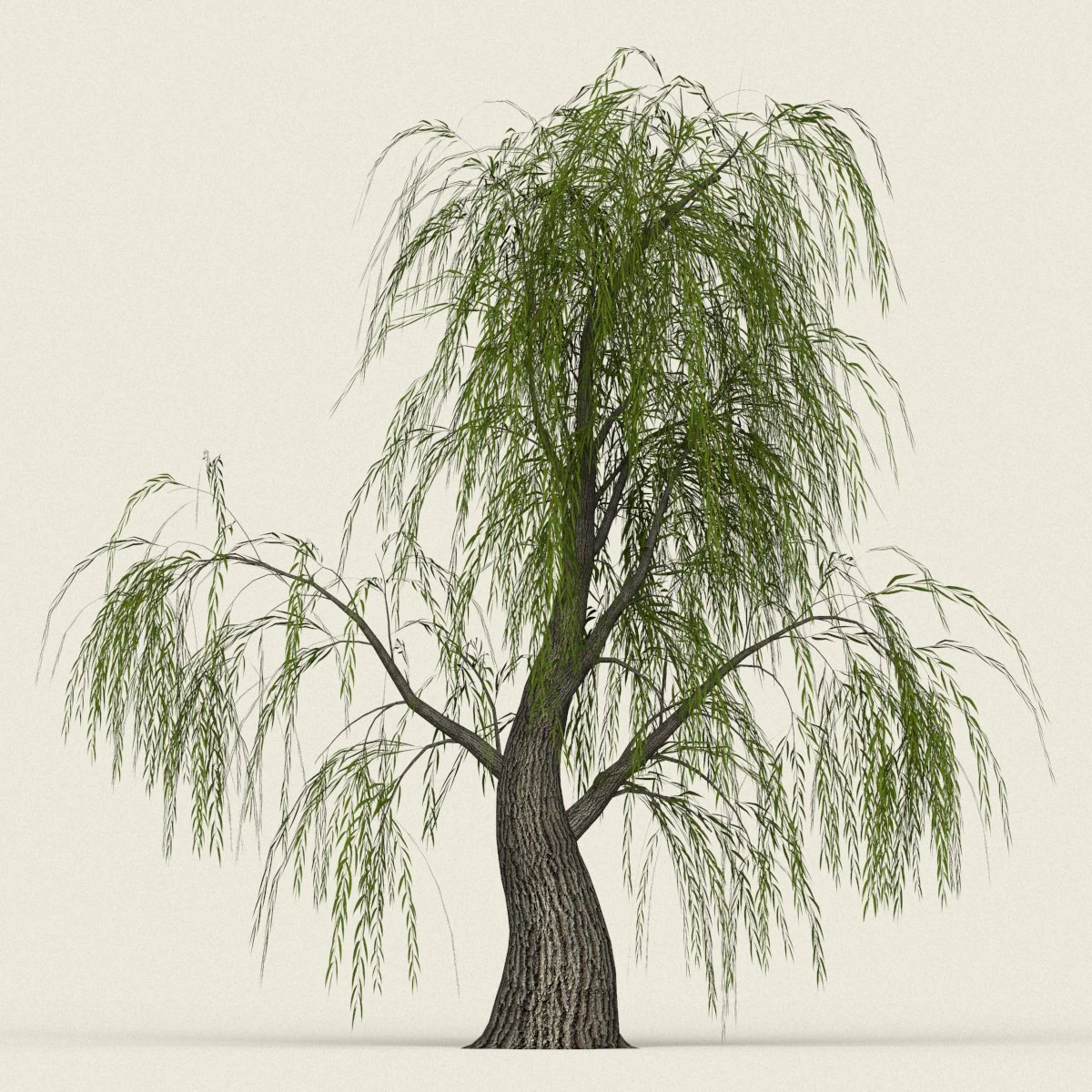 game ready willow tree 07 3D Model .c4d .max .obj .3ds .fbx .stl .blend