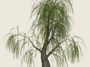 game ready willow tree 07 3D Model