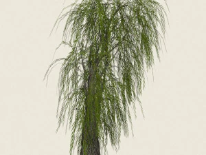 game ready willow tree 07 3D Model