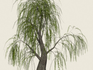 game ready willow tree 07 3D 模型
