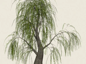 game ready willow tree 07 3D Model
