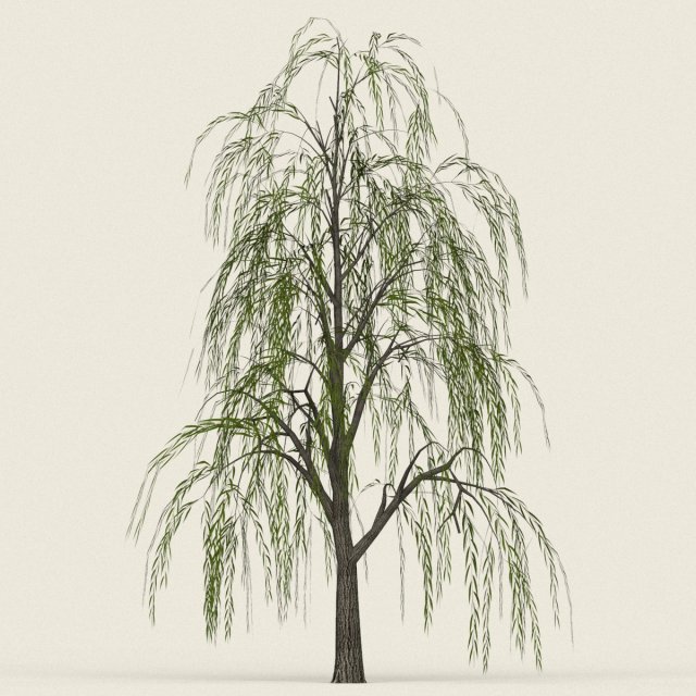 game ready willow tree 08 3D Model .c4d .max .obj .3ds .fbx .stl .blend 