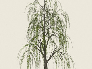 game ready willow tree 08 3D Model