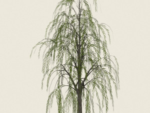 game ready willow tree 08 3D Model