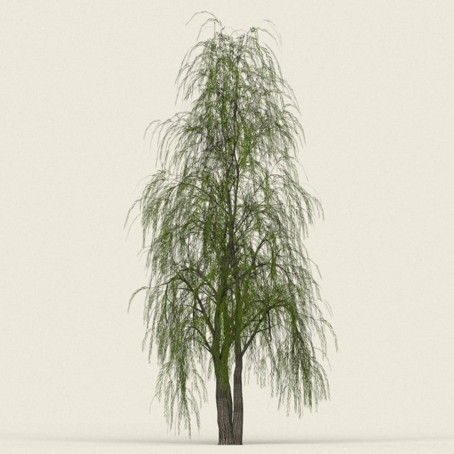 game ready willow tree 09 3Dモデル .c4d .max .obj .3ds .fbx .stl .blend