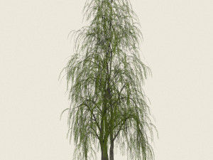 game ready willow tree 09 3D Model