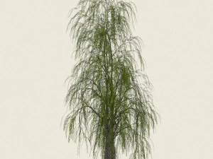 game ready willow tree 09 3D Model