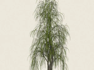 game ready willow tree 09 3D Model