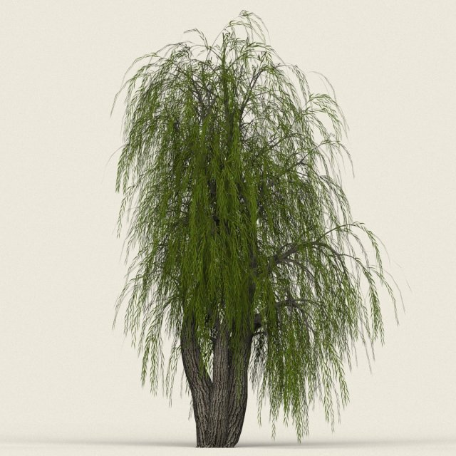 game ready willow tree 10 3D Модель .c4d .max .obj .3ds .fbx .stl .blend 