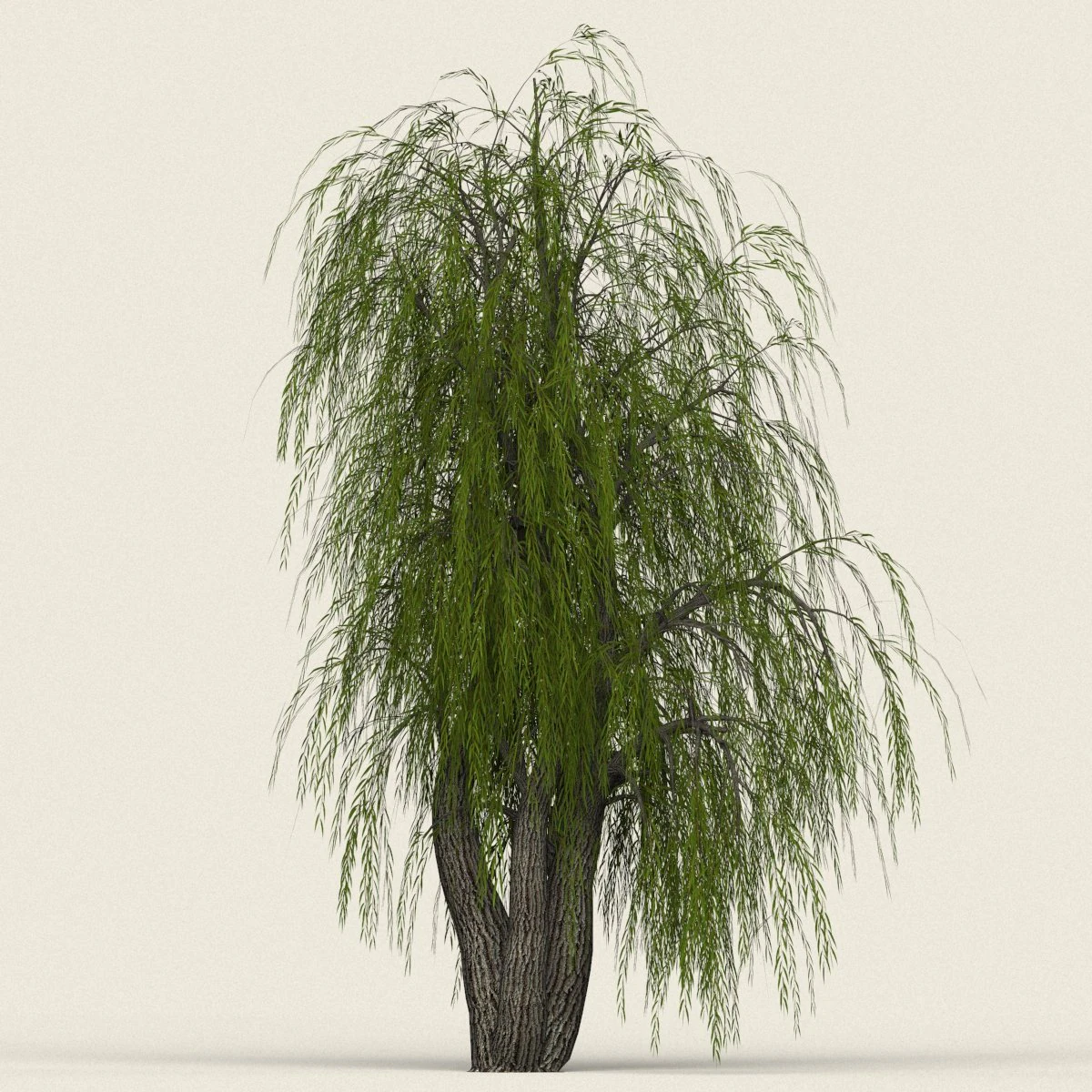 game ready willow tree 10 3D Model .c4d .max .obj .3ds .fbx .stl .blend 