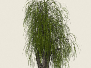 game ready willow tree 10 Model 3D