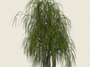 game ready willow tree 10 3D Модель