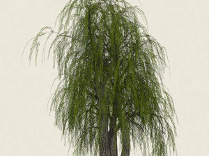 game ready willow tree 10 3D Model