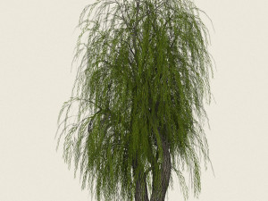 game ready willow tree 10 3D Модель