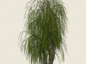 game ready willow tree 10 3D Model