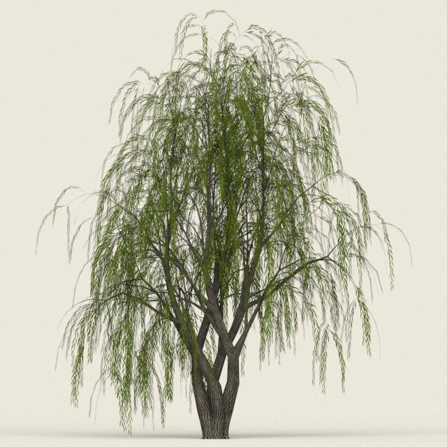 game ready willow tree 11 Modèle 3D .c4d .max .obj .3ds .fbx .stl .blend 