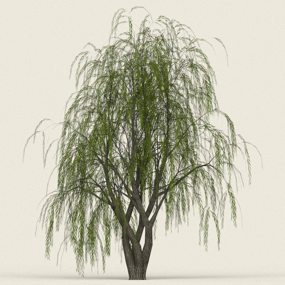 game ready willow tree 11 3D Model .c4d .max .obj .3ds .fbx .stl .blend 