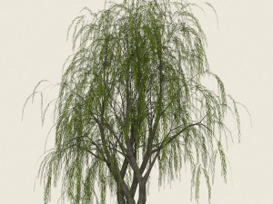 game ready willow tree 11 3D 모델