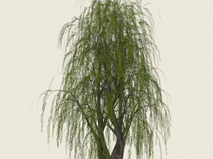 game ready willow tree 11 Modèle 3D