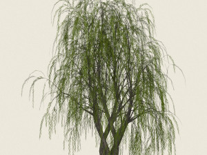 game ready willow tree 11 Modèle 3D