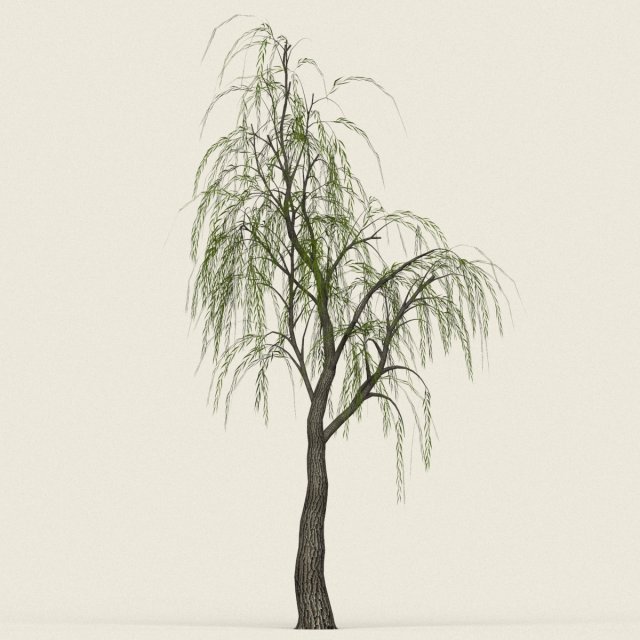 game ready willow tree 12 Model 3D .c4d .max .obj .3ds .fbx .stl .blend 