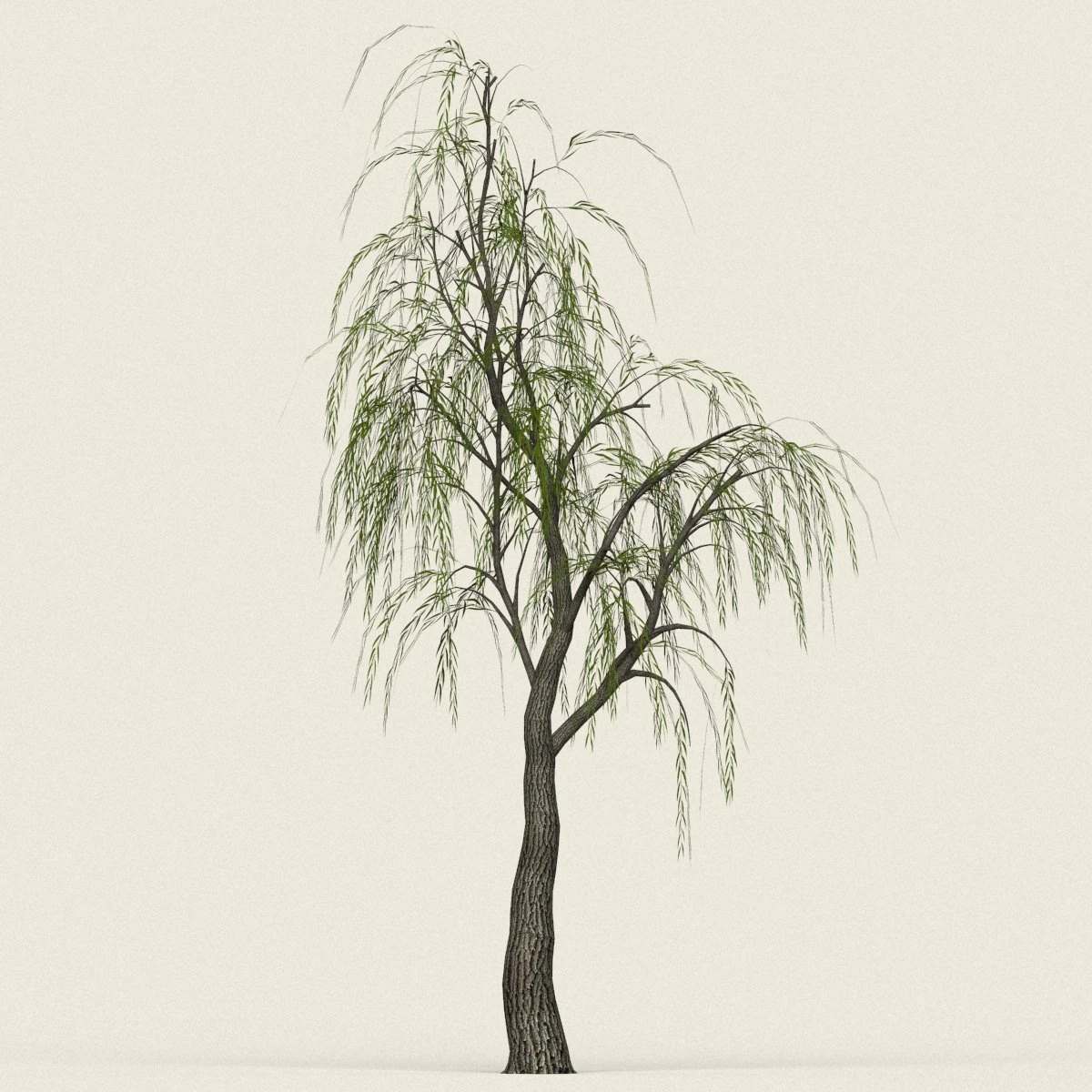 game ready willow tree 12 3D Model .c4d .max .obj .3ds .fbx .stl .blend