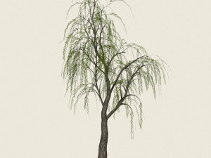 game ready willow tree 12 3D मॉडल