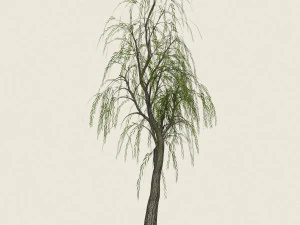 game ready willow tree 12 3D Model