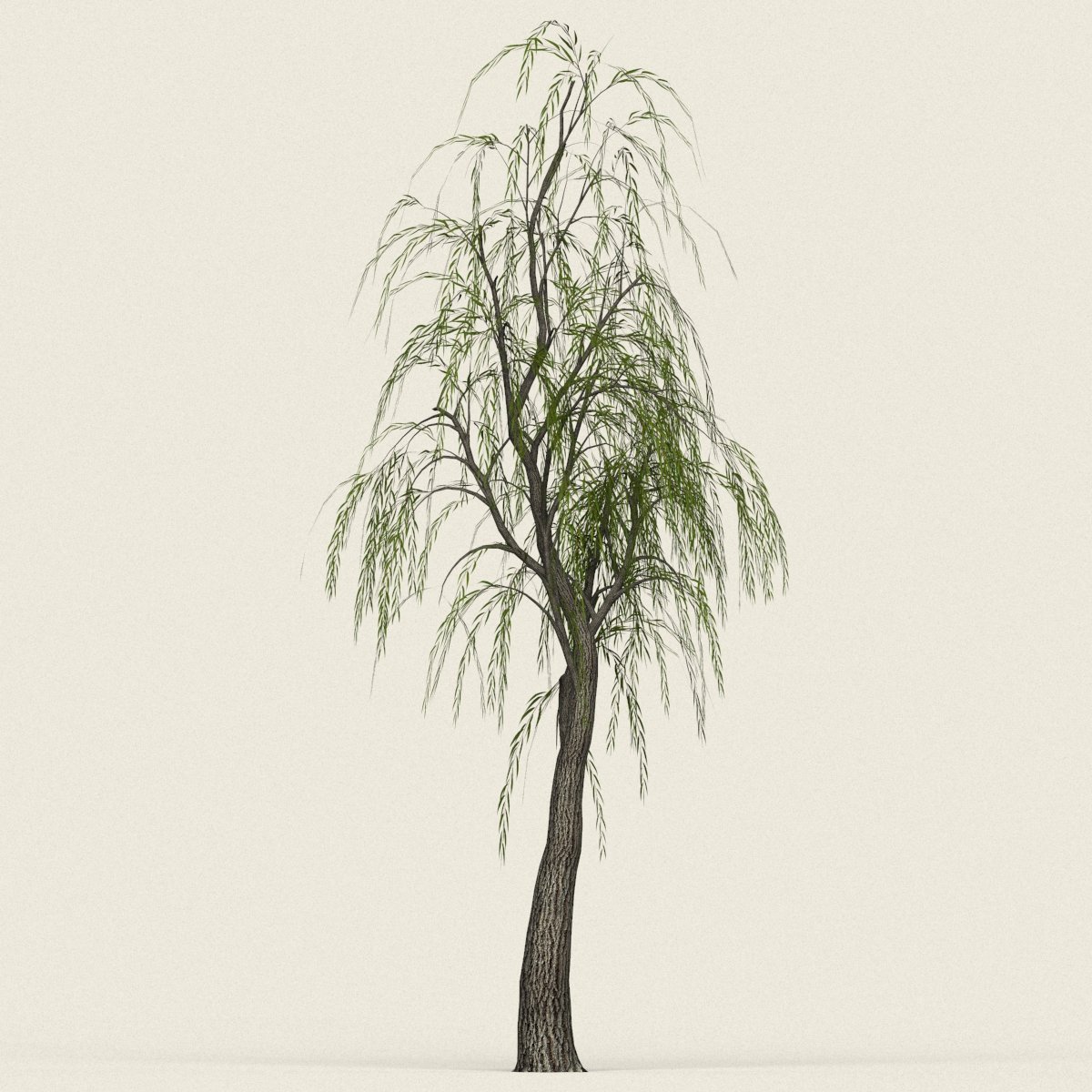 Лиственница сибирская с пихтой. Дерево 12. Деревья для жд моделей. Дерево 12. Дерево 12.