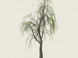 game ready willow tree 12 3D Model