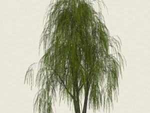 willow tree collection 3D Model