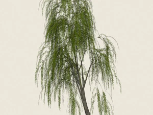 willow tree collection 3D Model